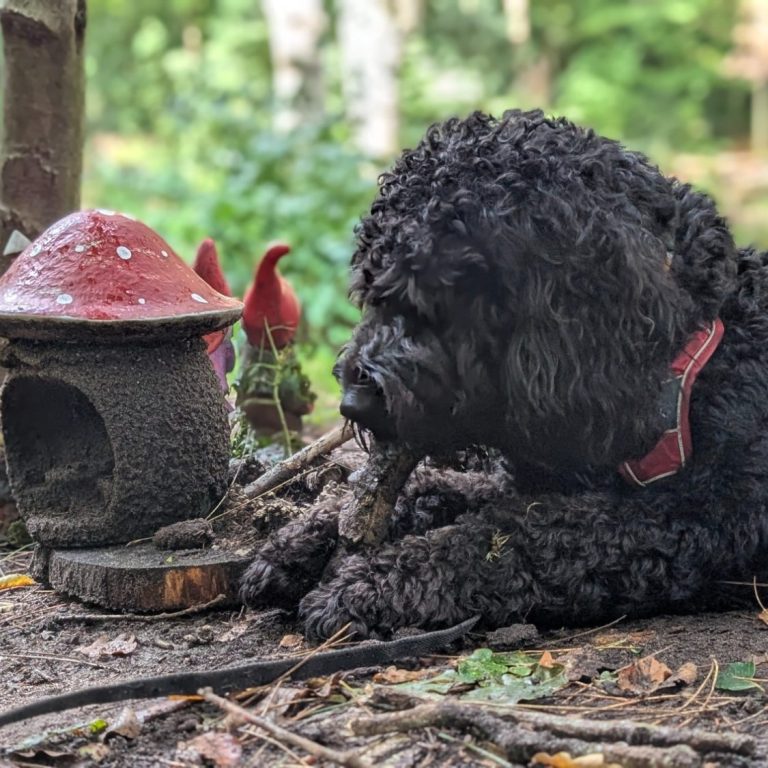 Zwarte hond ligt naast een paddenstoel en een roodgekleurde vos in een bosrijke omgeving.